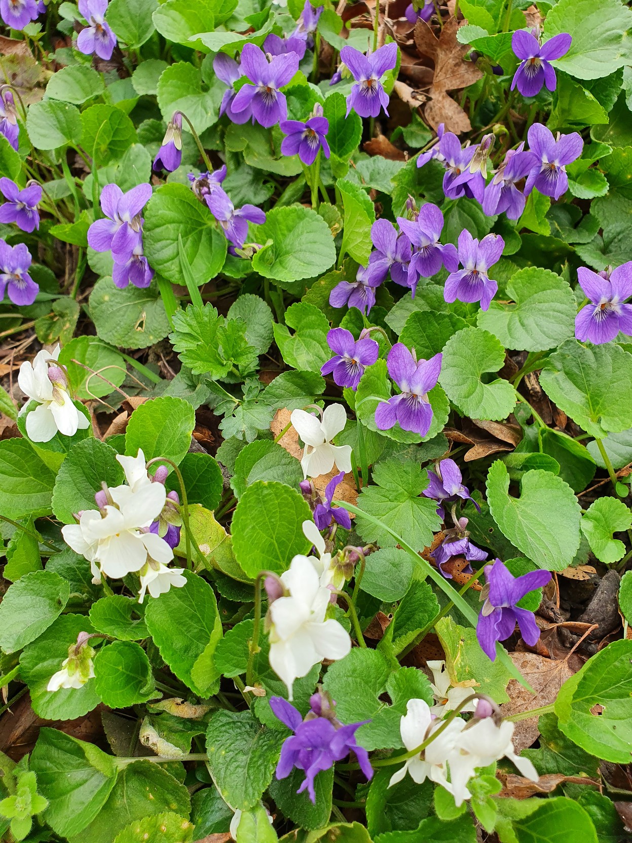 Violets of 2 colors