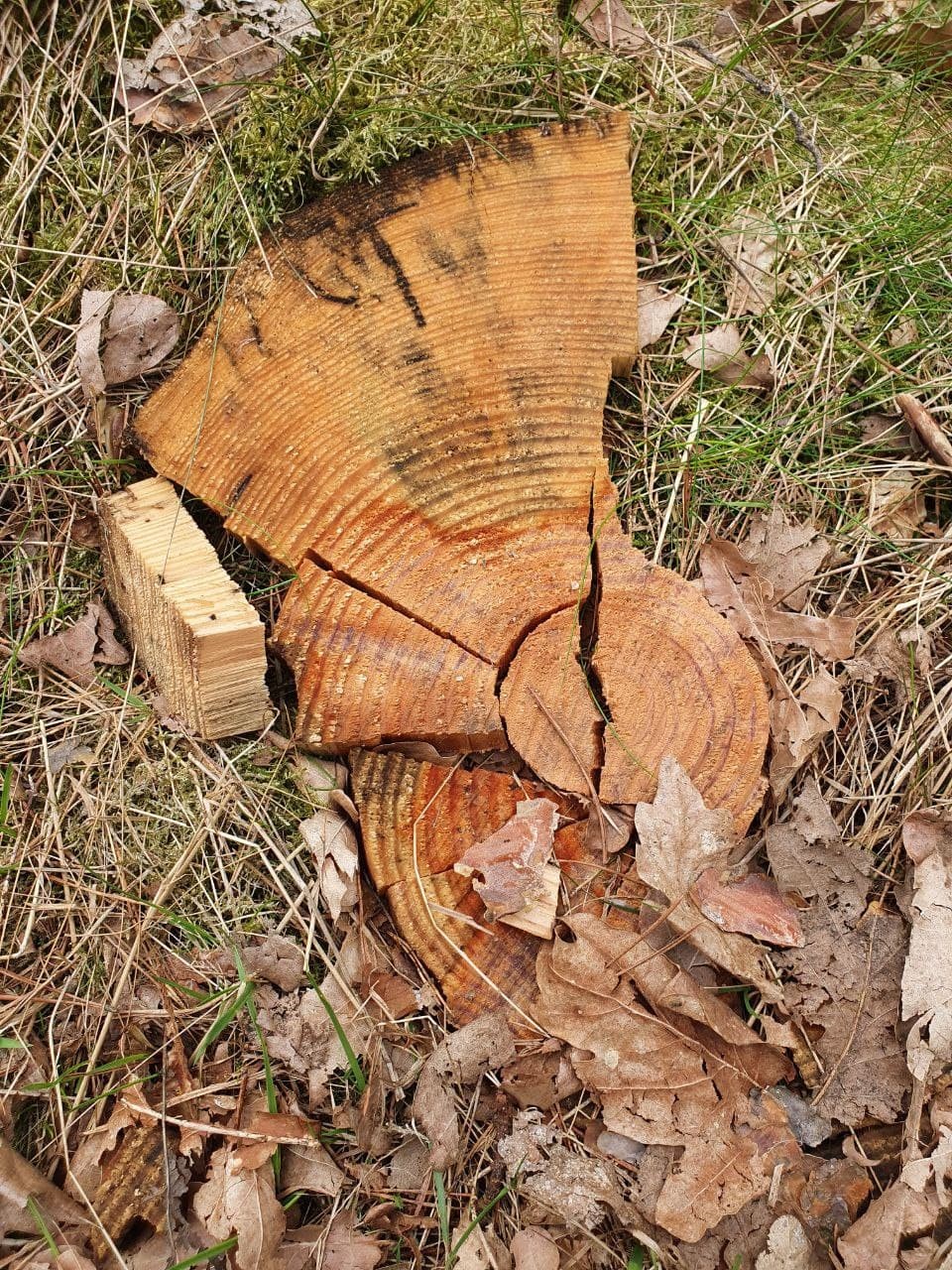 Pieces of a tree cut laying on the ground