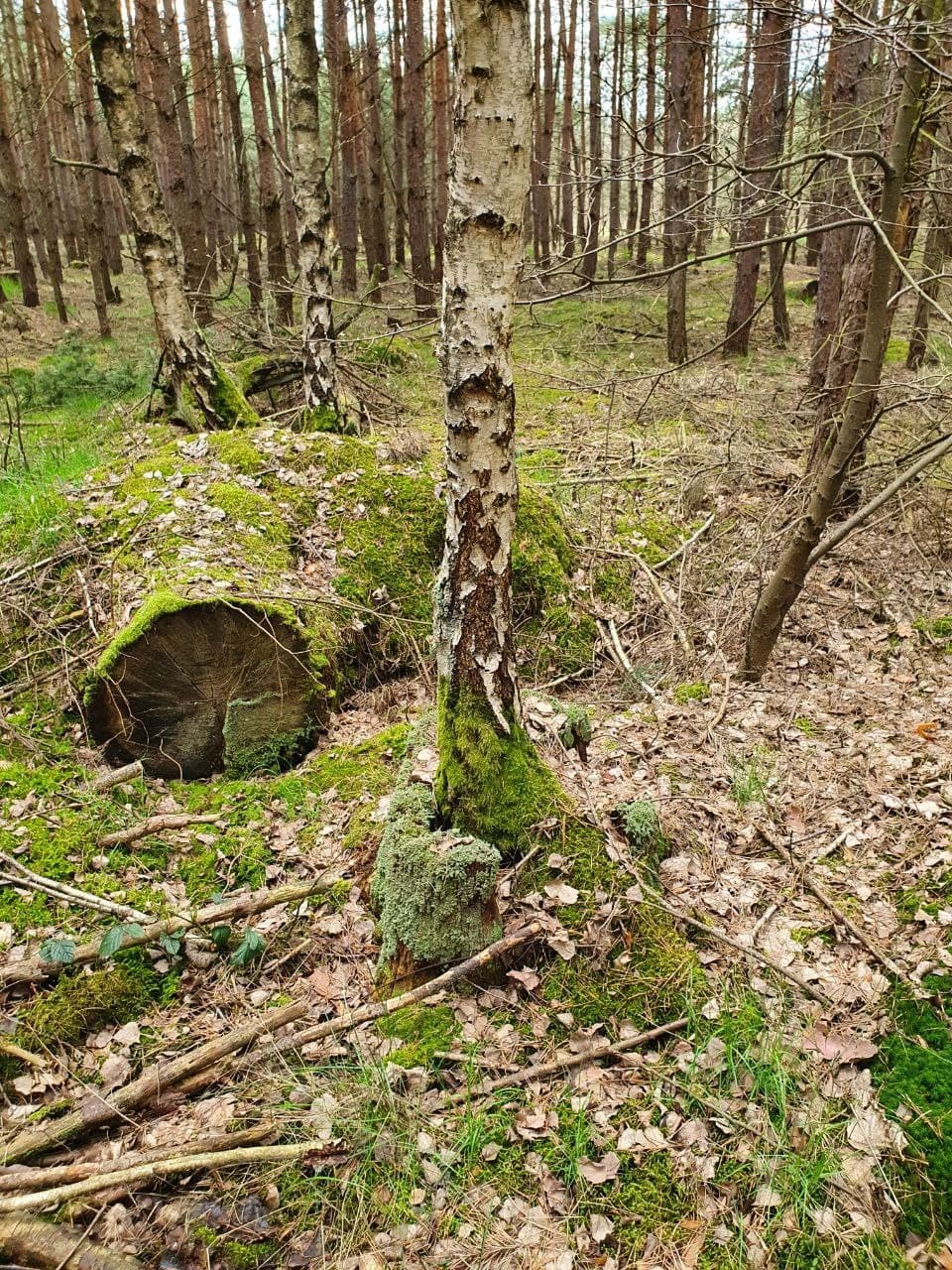 Young birch tree growing from a large, moss covered tree stump